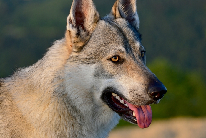 <p class="highlight">🐶 Československý vlčák - v jeho žilách koluje krev vlka a německého ovčáka. Jejich spojením vznikl velmi neúnavný, odolný a věrný pes. </p>
<div>Československý vlčák je velmi mladé psí plemeno. Za jeho zrodem stojí Ing. Karel Hartl a celá historie vzniku nového plemene je velmi podrobně zdokumentována. Vlčák potřebuje zkušeného, aktivního chovatele, který mu bude přirozenou autoritou a vůdcem smečky. U tohoto plemene je velmi důležitý konzistentní výcvik a včasná socializace. Kromě vlčího vzhledu má vlčák i mnohé vlčí vlastnosti. Má vynikající čich, skvělou vytrvalost, pevné zdraví, silnou vazbu na svého pána a stejně jako vlci se často projevuje táhlým vytím. Československý vlčák potřebuje častý pohyb ve volné přírodě a je vysloveně nevhodný pro chov ve městě. Není to pes pro každého, ale pokud správně pochopíte jeho osobnost a poskytnete mu dostatek pohybu a vzájemných kontaktů, získáte velmi oddaného, věrného společníka.</div>