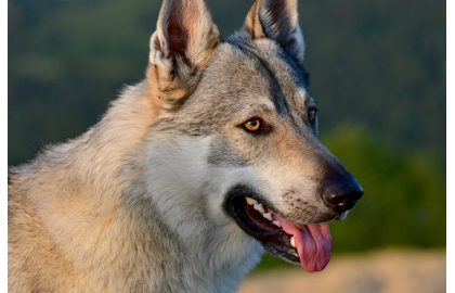 🐶 Československý vlčák - v jeho žilách koluje krev vlka a německého ovčáka. Jejich spojením vznikl velmi neúnavný, odolný a věrný pes.  Československý vlčák je velmi mladé psí plemeno. Za jeho zrodem stojí Ing. Karel Hartl a celá historie vzniku nového plemene je velmi podrobně zdokumentována. Vlčák potřebuje zkušeného, aktivního chovatele, který mu bude přirozenou autoritou a vůdcem smečky. U tohoto plemene je velmi důležitý konzistentní výcvik a včasná socializace. Kromě vlčího vzhledu má vlčák i mnohé vlčí vlastnosti. Má vynikající čich, skvělou vytrvalost, pevné zdraví, silnou vazbu na svého pána a stejně jako vlci se často projevuje táhlým vytím. Československý vlčák potřebuje častý pohyb ve volné přírodě a je vysloveně nevhodný pro chov ve městě. Není to pes pro každého, ale pokud správně pochopíte jeho osobnost a poskytnete mu dostatek pohybu a vzájemných kontaktů, získáte velmi oddaného, věrného společníka.