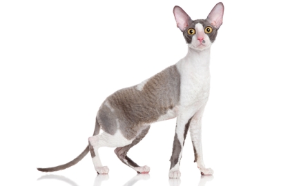 Cornish rex 🐱