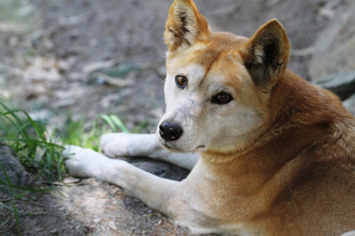 <p class="highlight">🐶 Dingo – neúnavný lovec, jehož původ je mezi vlkem a domácím psem</p>
<div>Dingo je vcelku zvláštní. Nejdřív byl brán jako vlk, později zase coby pes domácí. Výzkum australských zoologů ale přinesl výsledek, že dingo není konkrétně ani jedno z toho. Jedná se o psovitou šelmu, která obývá především Austrálii. Tam žijí dingové z velké části volně, někdy je ale Australané využívají coby lovecké psy, někteří je dokonce mají jako domácí mazlíčky. Do „skupiny dingo“ ale patří nejen ti australští zástupci, ale také polodivocí psi z Indického poloostrova nebo zpívající psi z Nové Guineje. Dingové se hodně často páří s domácími pejsky, díky čemuž pak je až 75 % ze všech divoce žijících druhů kříženci, přesto jsou ze strany Mezinárodní kynologické federace (FCI) neuznaným plemenem. Pokud byste chtěli dingy vidět, vypravte se do Plzně a zdejší ZOO, která je jako jediná u nás vlastní.</div>
