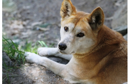 🐶 Dingo – neúnavný lovec, jehož původ je mezi vlkem a domácím psem Dingo je vcelku zvláštní. Nejdřív byl brán jako vlk, později zase coby pes domácí. Výzkum australských zoologů ale přinesl výsledek, že dingo není konkrétně ani jedno z toho. Jedná se o psovitou šelmu, která obývá především Austrálii. Tam žijí dingové z velké části volně, někdy je ale Australané využívají coby lovecké psy, někteří je dokonce mají jako domácí mazlíčky. Do „skupiny dingo“ ale patří nejen ti australští zástupci, ale také polodivocí psi z Indického poloostrova nebo zpívající psi z Nové Guineje. Dingové se hodně často páří s domácími pejsky, díky čemuž pak je až 75 % ze všech divoce žijících druhů kříženci, přesto jsou ze strany Mezinárodní kynologické federace (FCI) neuznaným plemenem. Pokud byste chtěli dingy vidět, vypravte se do Plzně a zdejší ZOO, která je jako jediná u nás vlastní.