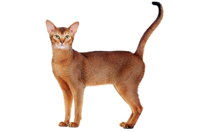 Habešská mačka 🐱