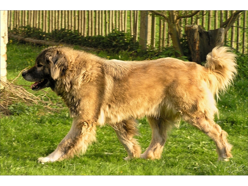 <p class="highlight">🐶 Kavkazský pastevecký pes – nezávislý kavzkazan s bleskurychlými reakcemi je obtížné plemeno vhodné jen pro velmi zkušeného chovatele </p>
<div>Kavkazský pastevecký pes neboli kavkazský ovčák či zkráceně kavkazan byl původně určený k obraně a hlídaní dobytka. Není tedy divu, že se jedná o plemeno s drsnější povahou, které je vhodné pouze pro ty chovatele, kteří mají trpělivost a především pevnou ruku ve výchově. Pokud totiž není kavkazan pečlivě vychován a socializován, může být na okolí agresivní. V některých zemích dokonce platí, že abyste jej mohli chovat, musíte splnit určité podmínky. U nás v Čechách to tak ale není, takže jeho budoucí páníček by měl dost dobře vědět, že se tomuto plemenu s bojovnou povahou opravdu musí věnovat. Pokud je výchova důsledná, stane se z něj rodinný mazlíček.</div>
