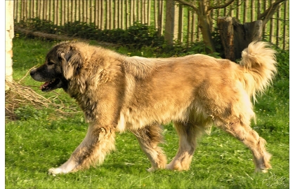🐶 Kavkazský pastevecký pes – nezávislý kavzkazan s bleskurychlými reakcemi je obtížné plemeno vhodné jen pro velmi zkušeného chovatele  Kavkazský pastevecký pes neboli kavkazský ovčák či zkráceně kavkazan byl původně určený k obraně a hlídaní dobytka. Není tedy divu, že se jedná o plemeno s drsnější povahou, které je vhodné pouze pro ty chovatele, kteří mají trpělivost a především pevnou ruku ve výchově. Pokud totiž není kavkazan pečlivě vychován a socializován, může být na okolí agresivní. V některých zemích dokonce platí, že abyste jej mohli chovat, musíte splnit určité podmínky. U nás v Čechách to tak ale není, takže jeho budoucí páníček by měl dost dobře vědět, že se tomuto plemenu s bojovnou povahou opravdu musí věnovat. Pokud je výchova důsledná, stane se z něj rodinný mazlíček.