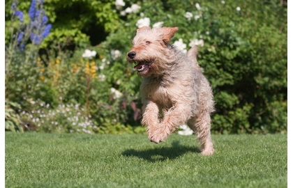 Otterhound 🐶 