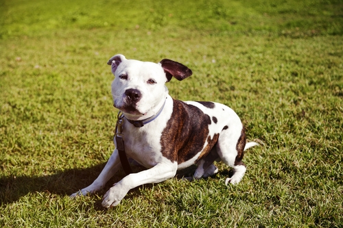 <p class="highlight">🐶 Americký pitbulteriér – jste sportovně založení a hledáte k sobě psího parťáka? Pitbull je pro vás ten pravý. Ale pozor, musíte mít silnou ruku při jeho výchově!</p>
<div>Kdyby existoval psí bulvár, americký pitbulteriér by v něm byl nejspíše nejvíce skloňovaným plemenem. Když se totiž mluví o napadení psem, většinou je za tím právě tato rasa. Nutno ale podotknout, že pitbull má sice v genech zakódovanou jistou nadřazenost a byl původně bojovým plemenem, chybu nese téměř vždy majitel. Pitbull totiž nepatří do výchovy začátečníkovi v chovu pejsků, nýbrž někomu, kdo už nějakou tu zkušenost má. A hlavně, majitel musí být při výchově opravdu rázný a už od štěněte pejska socializovat, aby v dospělosti neubližoval ostatním. Pokud má správnou výchovu, dokáže být ke svému okolí velmi kamarádský a své rodiny si skutečně váží, zároveň pak ani neútočí bezdůvodně na cizí pejsky. I tak by ale měl být vždy na procházkách pod kontrolou majitele. </div>