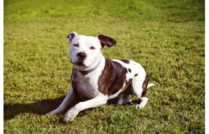 🐶 Americký pitbulteriér – jste sportovně založení a hledáte k sobě psího parťáka? Pitbull je pro vás ten pravý. Ale pozor, musíte mít silnou ruku při jeho výchově! Kdyby existoval psí bulvár, americký pitbulteriér by v něm byl nejspíše nejvíce skloňovaným plemenem. Když se totiž mluví o napadení psem, většinou je za tím právě tato rasa. Nutno ale podotknout, že pitbull má sice v genech zakódovanou jistou nadřazenost a byl původně bojovým plemenem, chybu nese téměř vždy majitel. Pitbull totiž nepatří do výchovy začátečníkovi v chovu pejsků, nýbrž někomu, kdo už nějakou tu zkušenost má. A hlavně, majitel musí být při výchově opravdu rázný a už od štěněte pejska socializovat, aby v dospělosti neubližoval ostatním. Pokud má správnou výchovu, dokáže být ke svému okolí velmi kamarádský a své rodiny si skutečně váží, zároveň pak ani neútočí bezdůvodně na cizí pejsky. I tak by ale měl být vždy na procházkách pod kontrolou majitele. 
