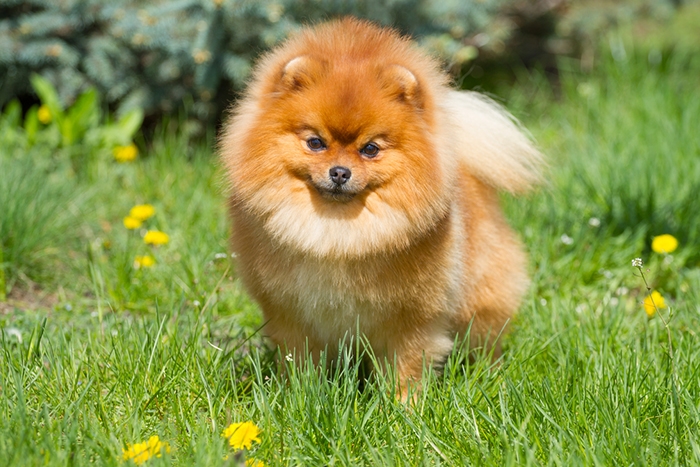 <p class="highlight">🐶 Pomeranian – hledáte chlupáče, který má společenskou povahu? Pak je pro vás tato rasa jako stvořená.</p>
<div>Malý pejsek s huňatou srstí, který se nenápadně podobá plyšovému medvídkovi. V poslední době si získává čím dál tím větší oblibu, a to nejen pro svůj roztomilý vzhled, ale také povahu. Jedná se totiž o velice společenského, temperamentního chlupáče, který je rád středem pozornosti. Miluje lidi a je pro každou psinu. Tohoto ideálního psího parťáka si zamilují i vášniví cestovatelé, pomeraniani totiž nejsou žádní gaučáci, ba právě naopak. Zástupci tohoto plemene rádi objevují a poznávají. A díky tomu, že jsou maličcí, neváží většinou víc jak 2,5 kg, můžete je s sebou vzít i v přepravce do letadla.</div>