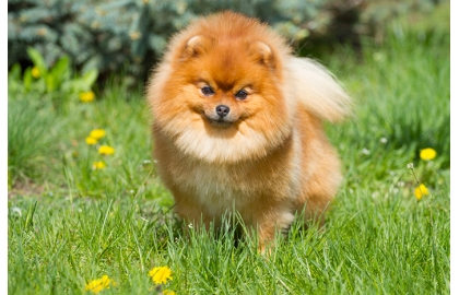 🐶 Pomeranian – hledáte chlupáče, který má společenskou povahu? Pak je pro vás tato rasa jako stvořená. Malý pejsek s huňatou srstí, který se nenápadně podobá plyšovému medvídkovi. V poslední době si získává čím dál tím větší oblibu, a to nejen pro svůj roztomilý vzhled, ale také povahu. Jedná se totiž o velice společenského, temperamentního chlupáče, který je rád středem pozornosti. Miluje lidi a je pro každou psinu. Tohoto ideálního psího parťáka si zamilují i vášniví cestovatelé, pomeraniani totiž nejsou žádní gaučáci, ba právě naopak. Zástupci tohoto plemene rádi objevují a poznávají. A díky tomu, že jsou maličcí, neváží většinou víc jak 2,5 kg, můžete je s sebou vzít i v přepravce do letadla.
