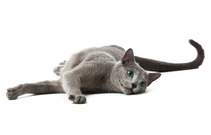 Ruská modrá 🐱