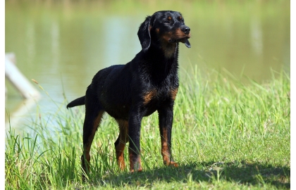 Slovenský kopov 🐶