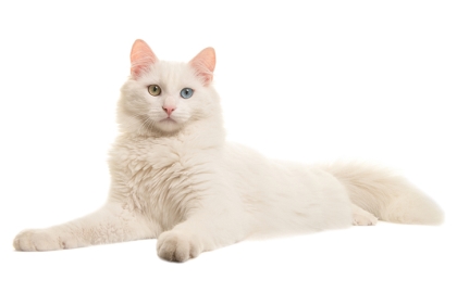 Turecká angora 😺