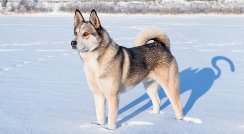 <p class="highlight">🐶 Západosibiřská lajka – sebevědomý severský pes s vlčím vzhledem u nás není příliš v módě</p>
<div>Západosibiřská lajka je v naší zemi spíše vzácná. Mnohem více je rozšířená v její původní oblasti, tedy v Rusku, kde je dodnes hojně využívá k lovu losů, sobů a medvědů. Zástupci této rasy s loveckými pudy bývají sebevědomí, dominantní a samostatní. Dokážou se o sebe postarat, mají skvělý orientační smysl a k životu potřebují především spoustu pohybu. Nejedná se tedy o „panelákového psa“, ale to je nejspíše z jejího vlčího vzhledu a původu zřejmé. Je to chlupáč jednoho pána, k ostatním členům rodiny respekt příliš nemá. K cizím lidem lajka bývá spíše nedůvěřivá, nepatří však mezi ta plemena, která bývají agresivní.</div>