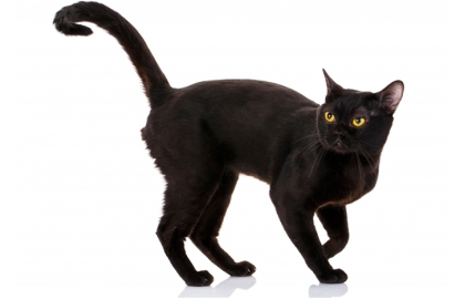 Bombajská mačka 🐱 
