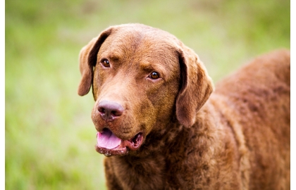 Chesapeake Bay retriever 🐶 