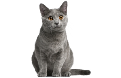 Kartúzska mačka 🐱