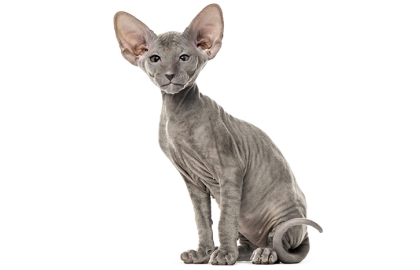 Peterbald 🐱