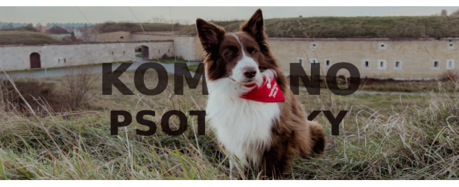 PSOTOULKA #245 – Komárno (Pes mešťan)