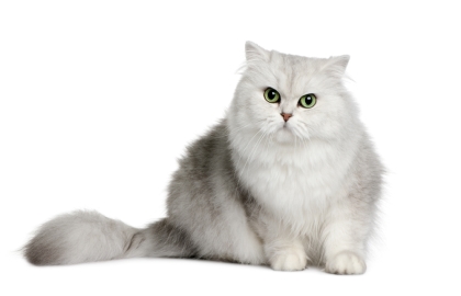 Britská dlhosrstá kočka  🐱