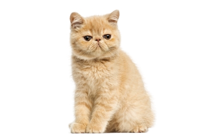 Exotická mačka 🐱