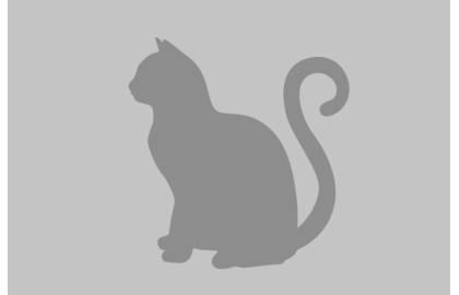 Japonský bobtail 🐱