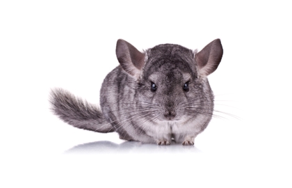 Činčila 🐭