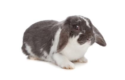 Králíci dlouhosrstí 🐰