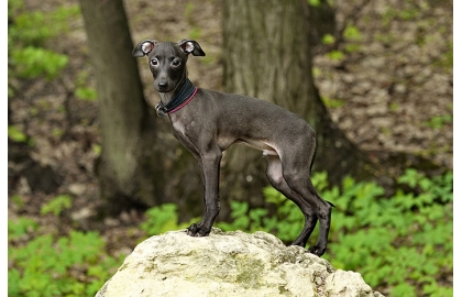 Taliansky chrtík 🐶 