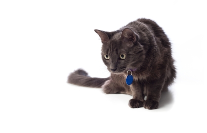 Nebelung 🐱