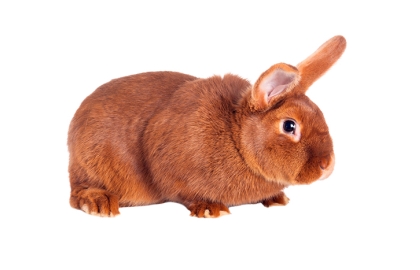 Králiky stredné 🐰