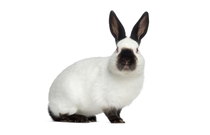 Králiky malé 🐰