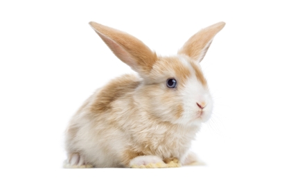Králiky so saténovou srsťou 🐰