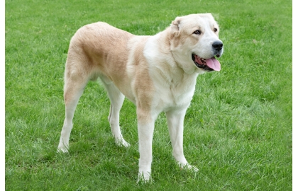 Stredoázijský ovčiak 🐶 