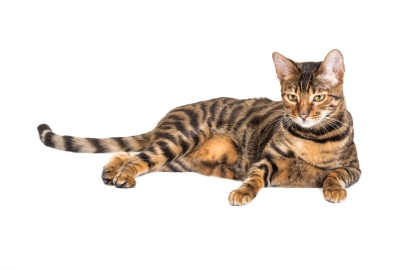 Toyger 🐱