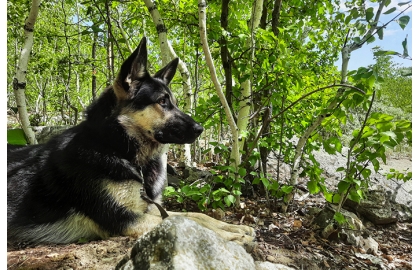 Východoeurópsky ovčiak 🐶