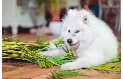 Záhradník 🐶