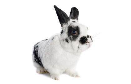 Králiky zakrpatené s normálnou srsťou 🐰
