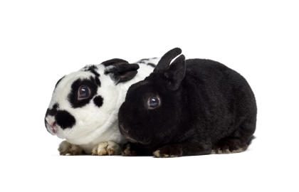 Králiky krátkosrsté 🐰
