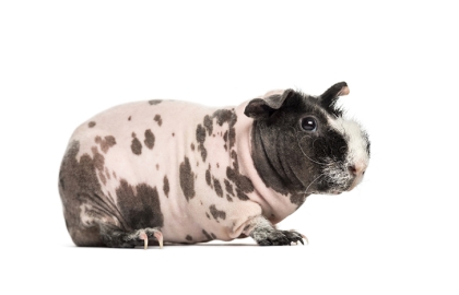 Morčata bezsrstá 🐾