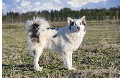 Jakutská lajka 🐶