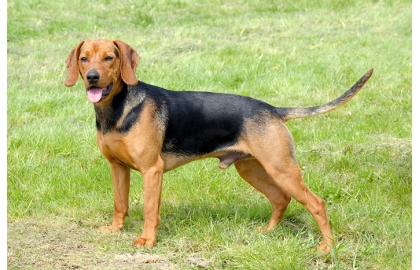 Srbský durič 🐶