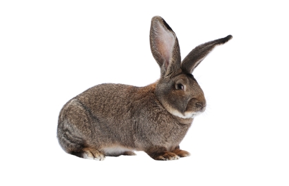 Králiky veľké 🐰
