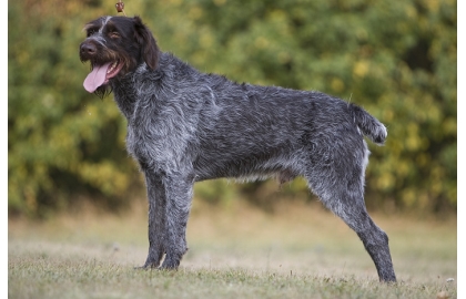 🐶 Český fousek - pokud hledáte hodného, snadno cvičitelného, loveckého psa, který zastane práci na poli, v lese i ve vodě, nemusíte již dále hledat. Český fousek splňuje všechny tyto požadavky.  V dnešní době ho stále častěji můžeme vidět také v roli rodinného společníka. Jako všichni ohaři potřebuje hodně pohybu. Pokud mu splníte tento jeho základní požadavek, nebudete s ním mít více starostí. Srst je téměř bezúdržbová a výcvik českého fouska zvládne i méně zkušený chovatel. Český fousek má skvělý charakter a nevidíme u něj žádné projevy agrese. Skvěle vychází jak s lidmi, tak se zvířaty. Vzhledem ke svým silným loveckým pudům, má ale tendenci honit rychle se pohybující předměty. Nejlepším životním prostorem je pro něj venkov nebo malé město. Srst ho chrání natolik dobře, že je schopen žít celoročně venku, ale stejně dobře se přizpůsobí i životu v domě. Český fousek je jedním z českých psích plemen a je to plemeno, na které můžeme být právem hrdi.