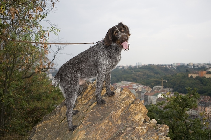 🐶 Český fousek - pokud hledáte hodného, snadno cvičitelného, loveckého psa, který zastane práci na poli, v lese i ve vodě, nemusíte již dále hledat. Český fousek splňuje všechny tyto požadavky. V dnešní době ho stále častěji můžeme vidět také v roli rodinného společníka. Jako všichni ohaři potřebuje hodně pohybu. Pokud mu splníte tento jeho základní požadavek, nebudete s ním mít více starostí. Srst je téměř bezúdržbová a výcvik českého fouska zvládne i méně zkušený chovatel. Český fousek má skvělý charakter a nevidíme u něj žádné projevy agrese. Skvěle vychází jak s lidmi, tak se zvířaty. Vzhledem ke svým silným loveckým pudům, má ale tendenci honit rychle se pohybující předměty. Nejlepším životním prostorem je pro něj venkov nebo malé město. Srst ho chrání natolik dobře, že je schopen žít celoročně venku, ale stejně dobře se přizpůsobí i životu v domě. Český fousek je jedním z českých psích plemen a je to plemeno, na které můžeme být právem hrdi.  🐶 Český fousek - pokud hledáte hodného, snadno cvičitelného, loveckého psa, který zastane práci na poli, v lese i ve vodě, nemusíte již dále hledat. Český fousek splňuje všechny tyto požadavky. V dnešní době ho stále častěji můžeme vidět také v roli rodinného společníka. Jako všichni ohaři potřebuje hodně pohybu. Pokud mu splníte tento jeho základní požadavek, nebudete s ním mít více starostí. Srst je téměř bezúdržbová a výcvik českého fouska zvládne i méně zkušený chovatel. Český fousek má skvělý charakter a nevidíme u něj žádné projevy agrese. Skvěle vychází jak s lidmi, tak se zvířaty. Vzhledem ke svým silným loveckým pudům, má ale tendenci honit rychle se pohybující předměty. Nejlepším životním prostorem je pro něj venkov nebo malé město. Srst ho chrání natolik dobře, že je schopen žít celoročně venku, ale stejně dobře se přizpůsobí i životu v domě. Český fousek je jedním z českých psích plemen a je to plemeno, na které můžeme být právem hrdi.