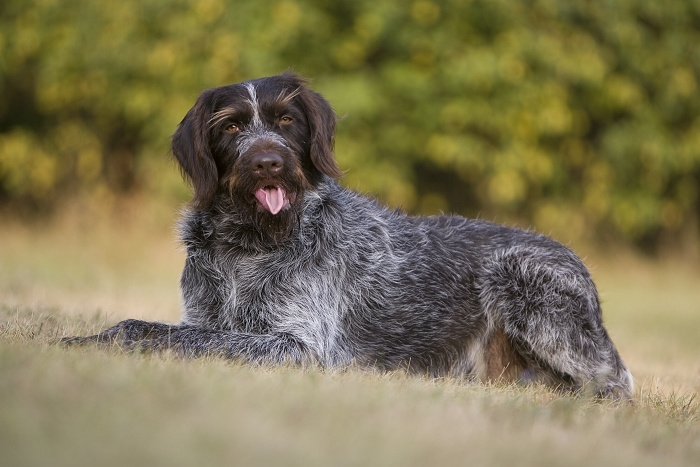 🐶 Český fousek - pokud hledáte hodného, snadno cvičitelného, loveckého psa, který zastane práci na poli, v lese i ve vodě, nemusíte již dále hledat. Český fousek splňuje všechny tyto požadavky. V dnešní době ho stále častěji můžeme vidět také v roli rodinného společníka. Jako všichni ohaři potřebuje hodně pohybu. Pokud mu splníte tento jeho základní požadavek, nebudete s ním mít více starostí. Srst je téměř bezúdržbová a výcvik českého fouska zvládne i méně zkušený chovatel. Český fousek má skvělý charakter a nevidíme u něj žádné projevy agrese. Skvěle vychází jak s lidmi, tak se zvířaty. Vzhledem ke svým silným loveckým pudům, má ale tendenci honit rychle se pohybující předměty. Nejlepším životním prostorem je pro něj venkov nebo malé město. Srst ho chrání natolik dobře, že je schopen žít celoročně venku, ale stejně dobře se přizpůsobí i životu v domě. Český fousek je jedním z českých psích plemen a je to plemeno, na které můžeme být právem hrdi.  🐶 Český fousek - pokud hledáte hodného, snadno cvičitelného, loveckého psa, který zastane práci na poli, v lese i ve vodě, nemusíte již dále hledat. Český fousek splňuje všechny tyto požadavky. V dnešní době ho stále častěji můžeme vidět také v roli rodinného společníka. Jako všichni ohaři potřebuje hodně pohybu. Pokud mu splníte tento jeho základní požadavek, nebudete s ním mít více starostí. Srst je téměř bezúdržbová a výcvik českého fouska zvládne i méně zkušený chovatel. Český fousek má skvělý charakter a nevidíme u něj žádné projevy agrese. Skvěle vychází jak s lidmi, tak se zvířaty. Vzhledem ke svým silným loveckým pudům, má ale tendenci honit rychle se pohybující předměty. Nejlepším životním prostorem je pro něj venkov nebo malé město. Srst ho chrání natolik dobře, že je schopen žít celoročně venku, ale stejně dobře se přizpůsobí i životu v domě. Český fousek je jedním z českých psích plemen a je to plemeno, na které můžeme být právem hrdi.