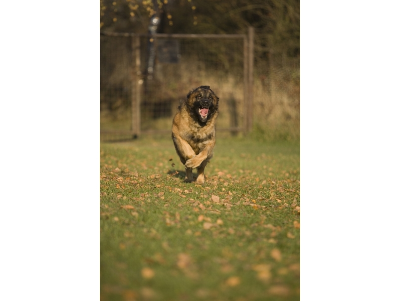<p class="highlight">🐶 Leonberger je velký hlídací pes, který se díky své klidné a vyrovnané povaze chová také jako společník. </p><div>Velice rád plave a v některých zemích slouží jako vodní záchranářský pes. Jeho velikost a odolnost vůči rozmarům počasí ho předurčuje k životu na zahradě, ale rozhodně nemůže být celý den osamocen. Leonberger je velký společník a potřebuje pravidelný kontakt se svou rodinou. Výcvik zvládá rychle a bez problémů. Pokud chcete velkého rodinného psa s velkým srdcem, je pro Vás Leonberger tou pravou volbou. </div>