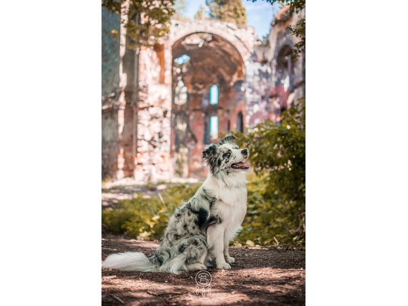 🐶 Border kolie - vysoce cvičitelné, inteligentní plemeno, které vyniká ve všech psích sportech jako je agility, flyball, frisbee, poslušnosti a jiných.Pes s neomezenou energií. Border kolie se s radostí a nedočkavostí zapojí do všech fyzických nebo duševních aktivit, které pro ni její pán vymyslí. Tento původem ovčácký pes potřebuje spoustu pohybu. Je znám jako chronicky neúnavný aportovač klacků, míčků nebo čehokoli, co mu hodíte. Díky své inteligenci a učenlivosti je to vhodný pes pro agility. Často ho můžeme vídat jako herce v televizních reklamách. Rychle se naučí každou roli. Border kolie potřebuje aktivního, rozhodného pána, který dokáže udržet krok s tímto energickým psem. Za to mu bude věrným a oddaným kamarádem, dobrým hlídačem a s radostí bude plnit všechny jeho povely. Je to pes upřímně oddaný svému majiteli, submisivní a má klidnou a vyváženou povahu. Vůči cizím lidem může mít tento pes rezervovaný přístup, ale nikdy není agresivní.   🐶 Border kolie - vysoce cvičitelné, inteligentní plemeno, které vyniká ve všech psích sportech jako je agility, flyball, frisbee, poslušnosti a jiných.Pes s neomezenou energií. Border kolie se s radostí a nedočkavostí zapojí do všech fyzických nebo duševních aktivit, které pro ni její pán vymyslí. Tento původem ovčácký pes potřebuje spoustu pohybu. Je znám jako chronicky neúnavný aportovač klacků, míčků nebo čehokoli, co mu hodíte. Díky své inteligenci a učenlivosti je to vhodný pes pro agility. Často ho můžeme vídat jako herce v televizních reklamách. Rychle se naučí každou roli. Border kolie potřebuje aktivního, rozhodného pána, který dokáže udržet krok s tímto energickým psem. Za to mu bude věrným a oddaným kamarádem, dobrým hlídačem a s radostí bude plnit všechny jeho povely. Je to pes upřímně oddaný svému majiteli, submisivní a má klidnou a vyváženou povahu. Vůči cizím lidem může mít tento pes rezervovaný přístup, ale nikdy není agresivní.