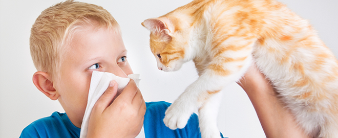 Alergia na psa alebo mačku? Žiadna katastrofa