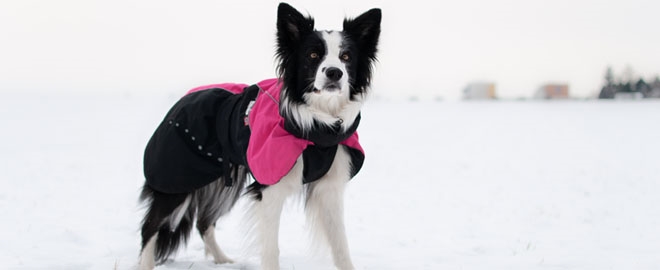 Kedy, prečo a ako obliekať psa v zime?