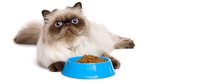 Krmivo a hydratácia mačky